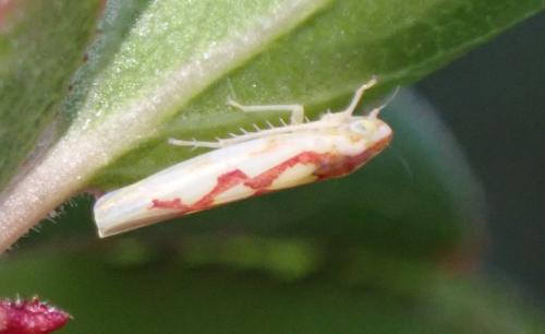 Zygina flammigera